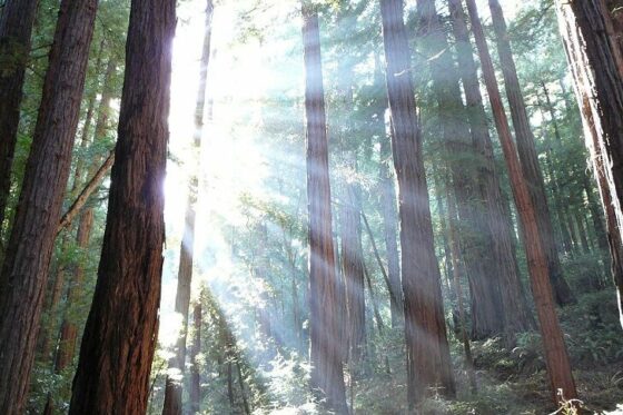 La Grande démission : un révélateur des limites de nos organisations 6 La lumière perce à travers les arbres de la foret.