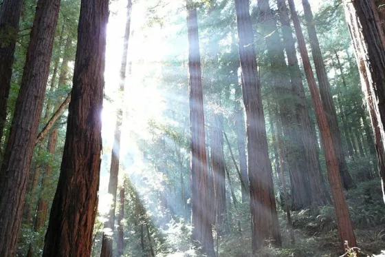 La lumière perce à travers les arbres de la foret.
